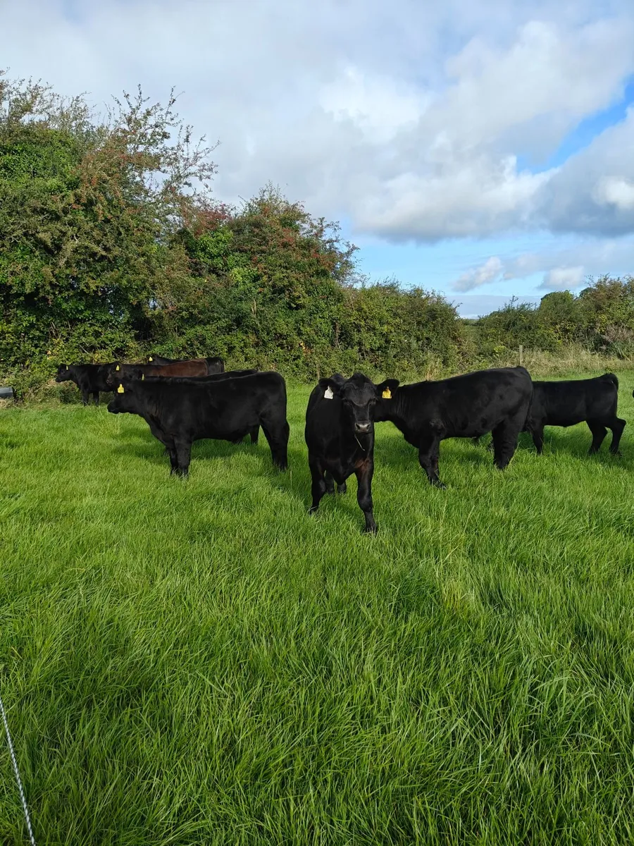 Organic Angus Weanlings - Image 4
