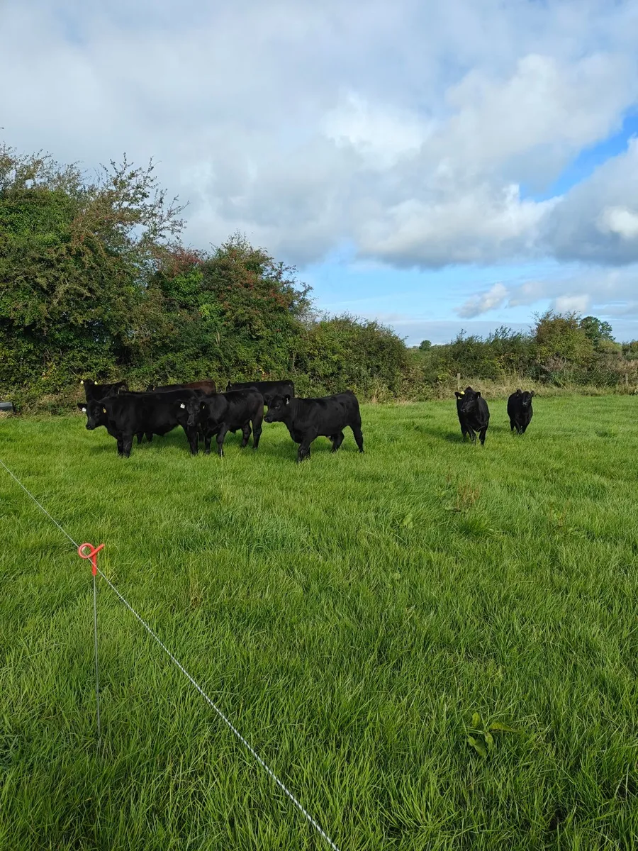Organic Angus Weanlings - Image 2