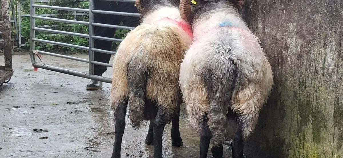 Blackface Rams two years old - Image 3
