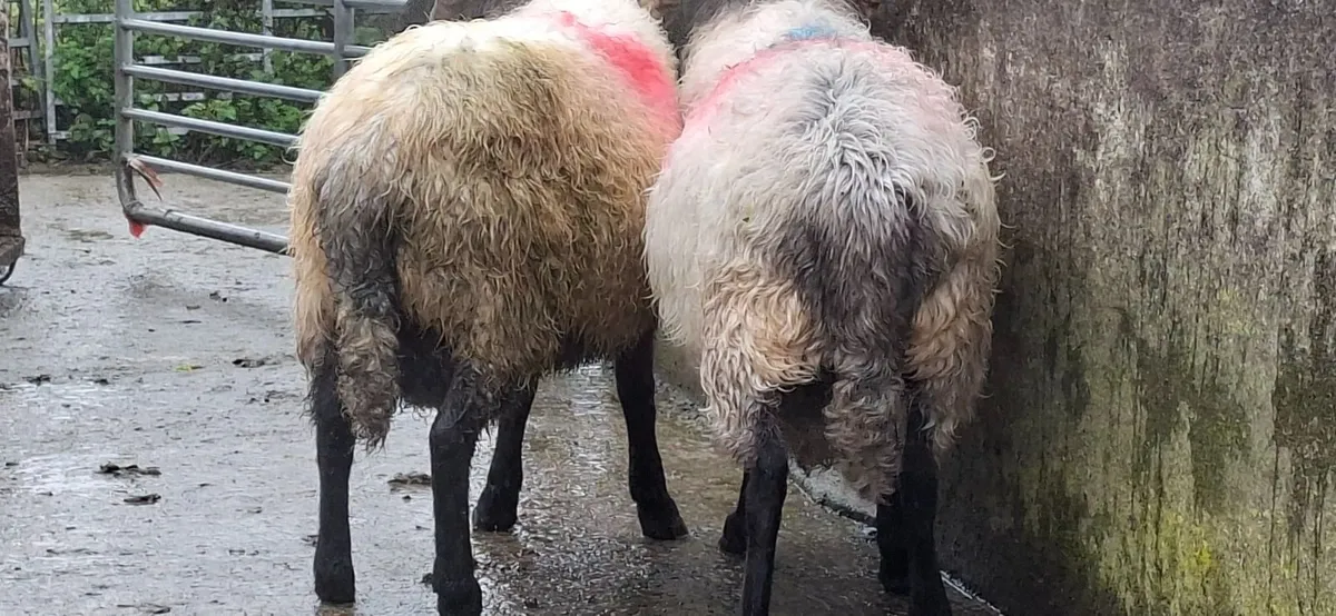 Blackface Rams two years old - Image 4