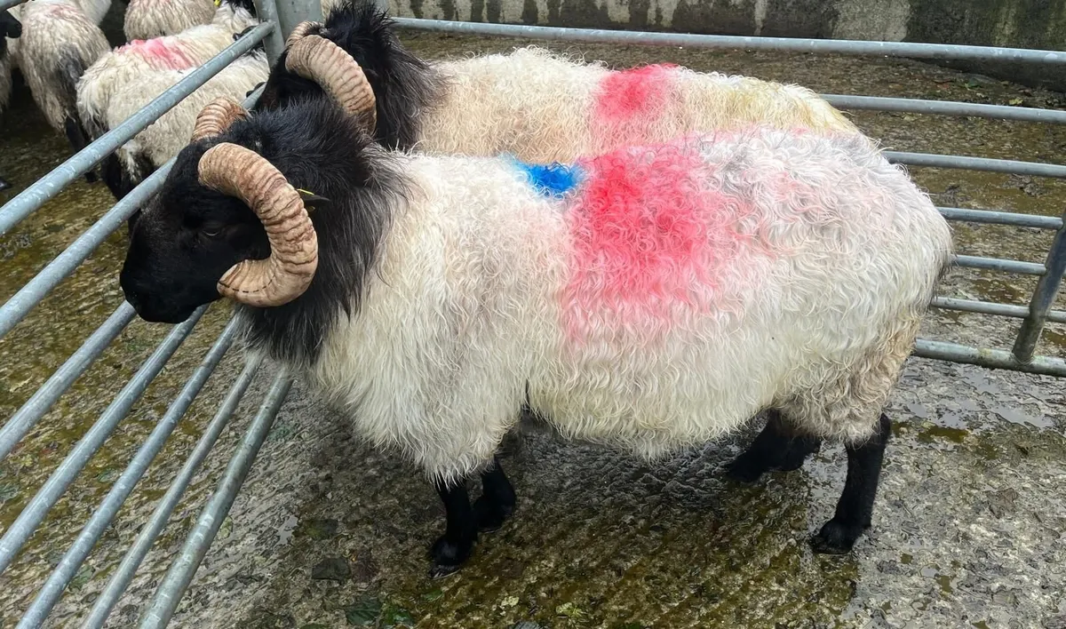 Blackface Rams two years old - Image 2