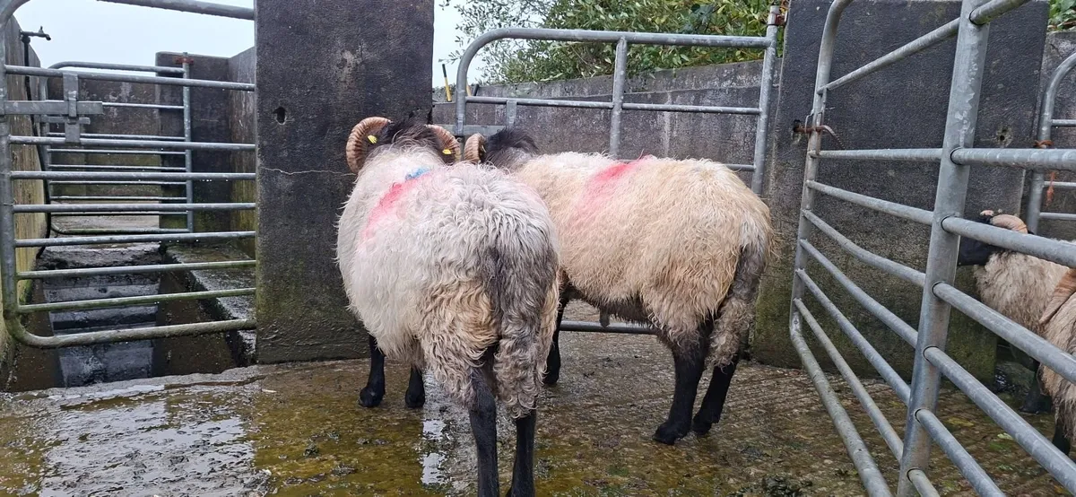 Blackface Rams two years old - Image 1