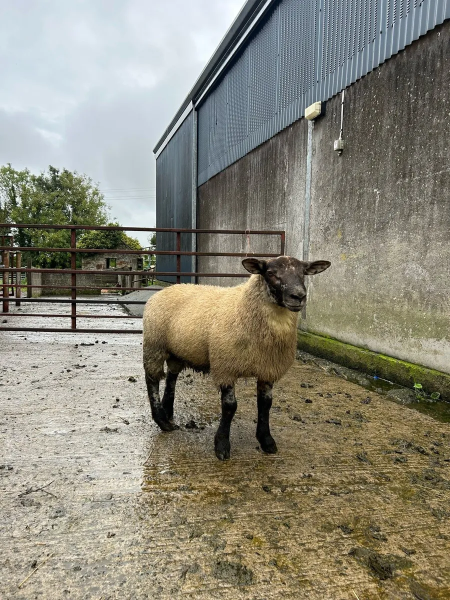 suf tex lamb ram - Image 1