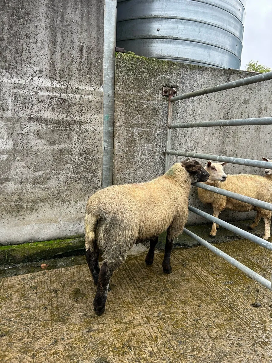 suf tex lamb ram - Image 2