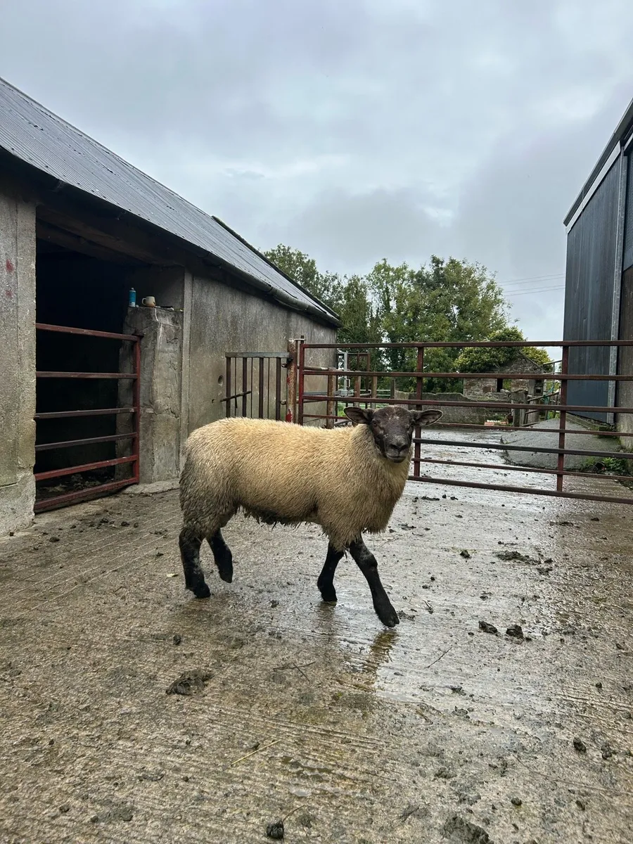 suf tex lamb ram - Image 3