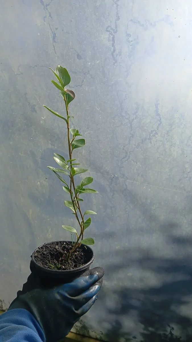 Griselinia hedging 1ft approx €2 - Image 3