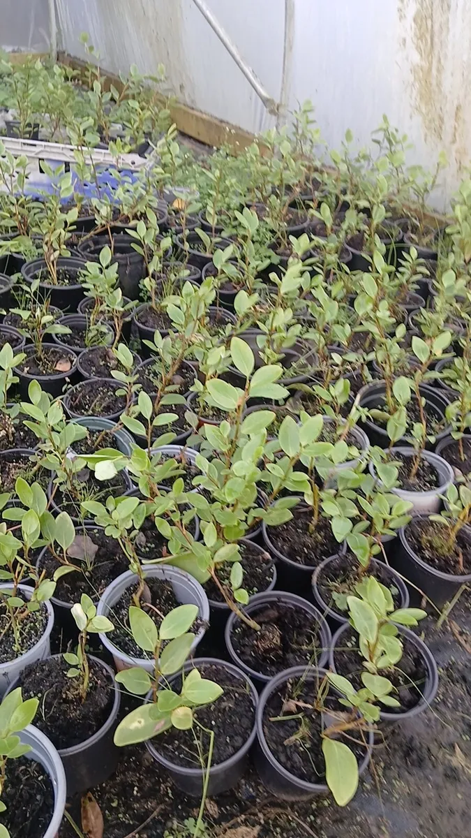 Griselinia hedging 1ft approx €2 - Image 4