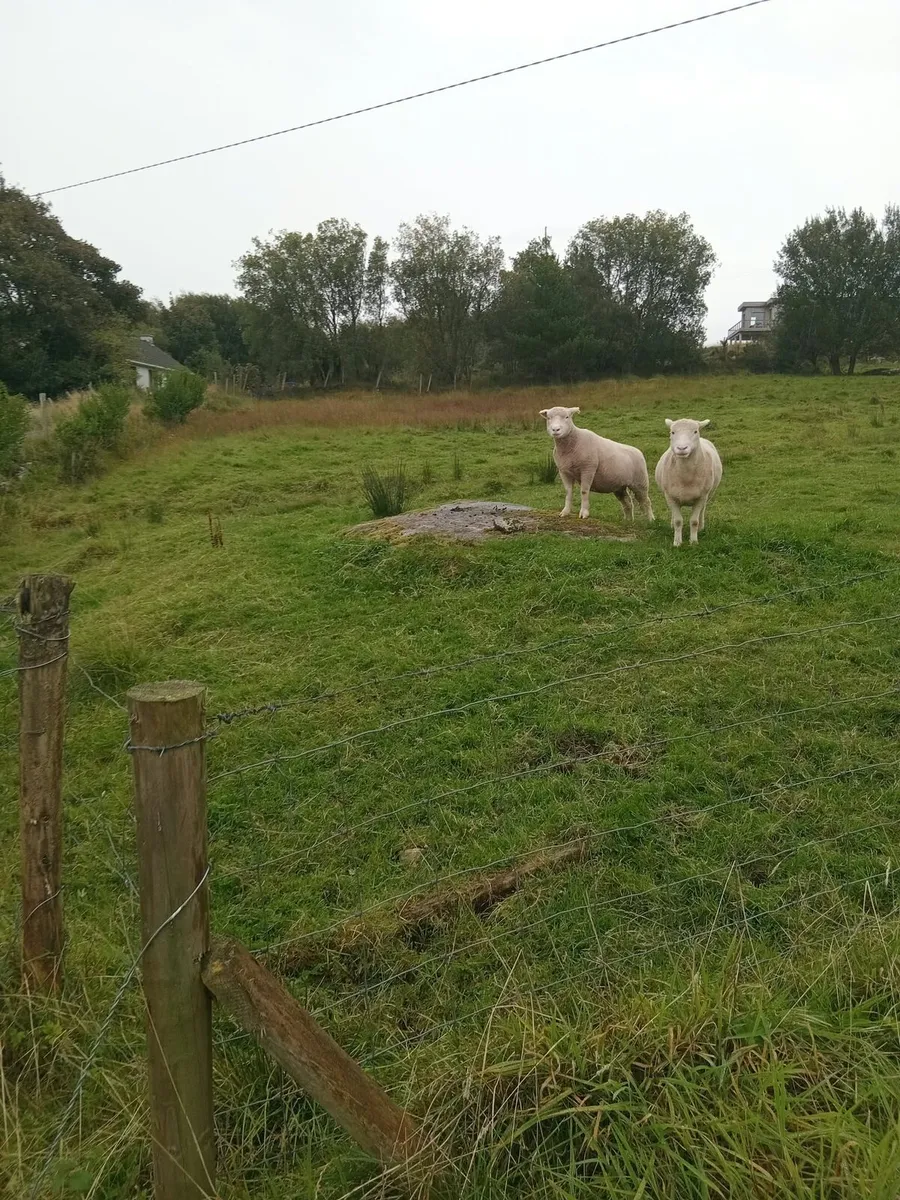 Dorset Ewe