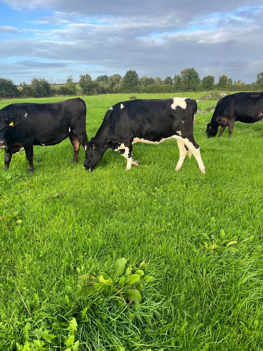 Jex Incalf Heifers - Image 1