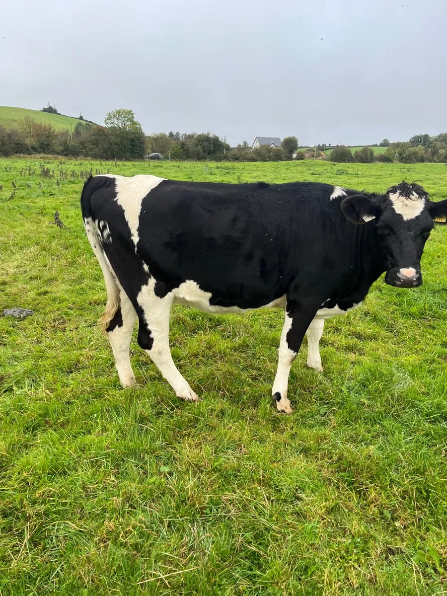 Jex Incalf Heifers - Image 2
