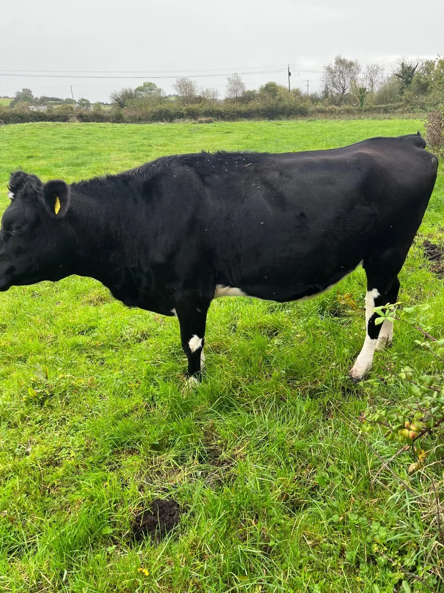 Jex Incalf Heifers - Image 3