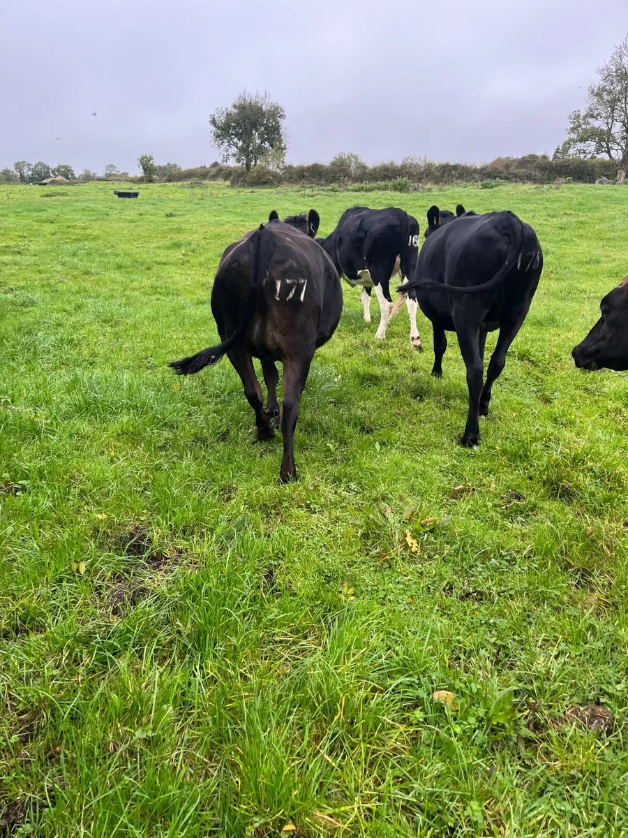 Jex Incalf Heifers - Image 4