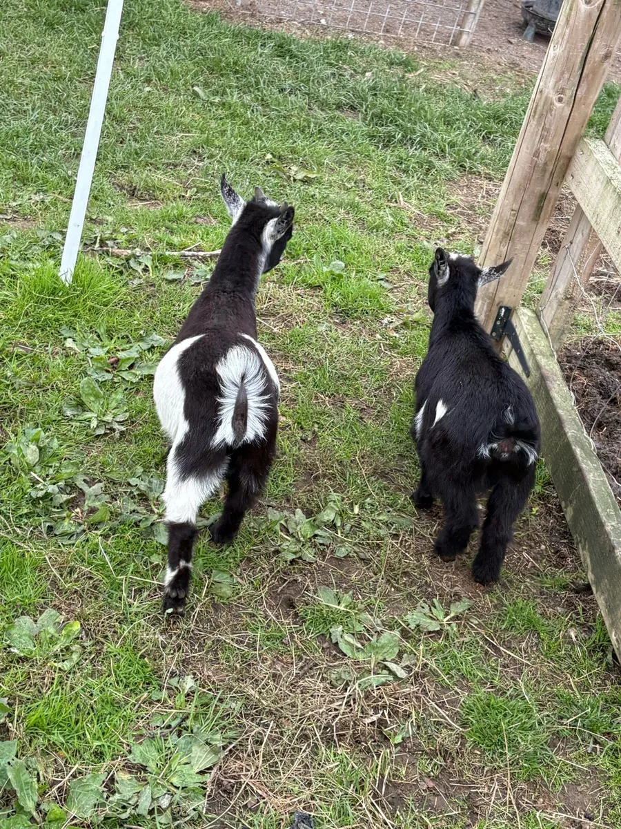 Pygmy goats - Image 1