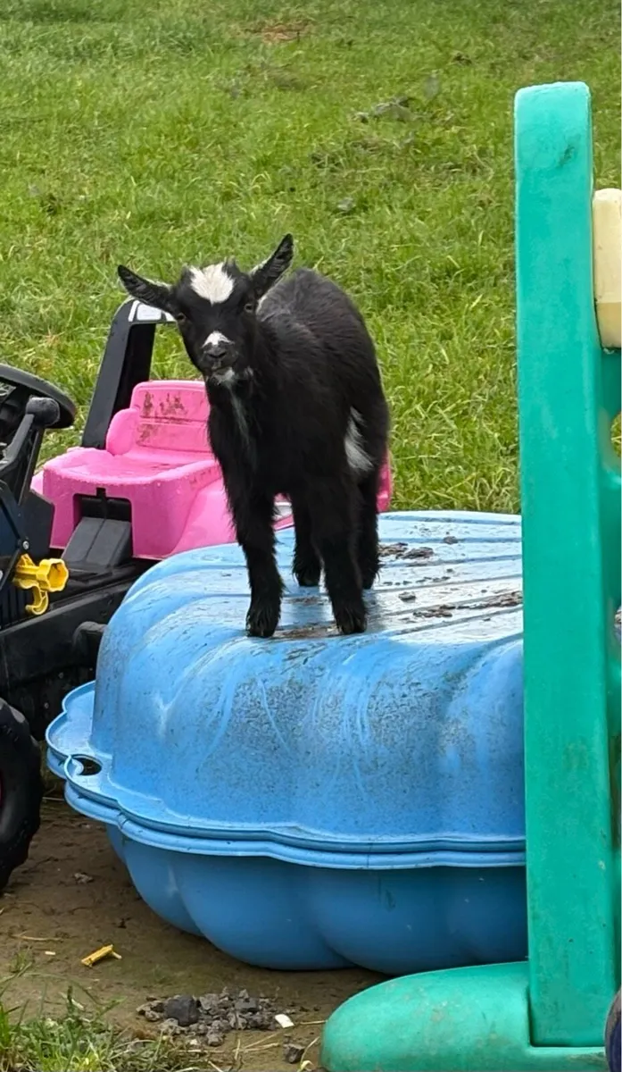 Pygmy goats - Image 2