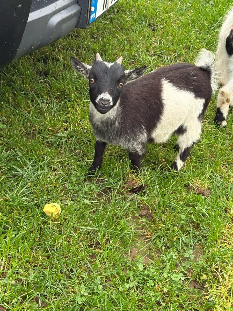 Pygmy goats - Image 3