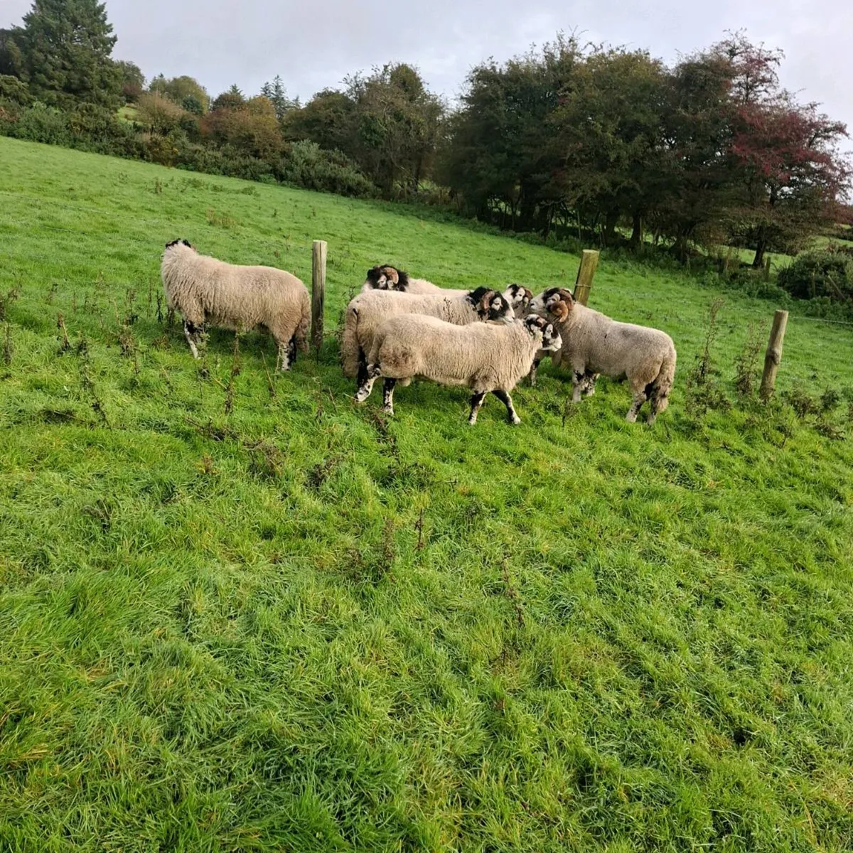 Swaledale and Lanark x Swale Rams for Cahir - Image 3
