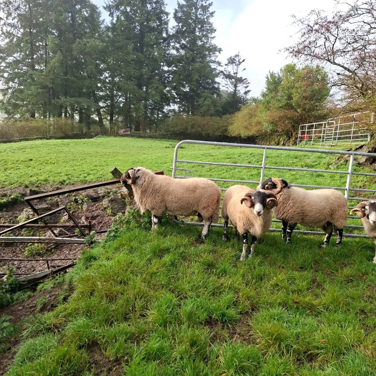 Swaledale and Lanark x Swale Rams for Cahir - Image 1