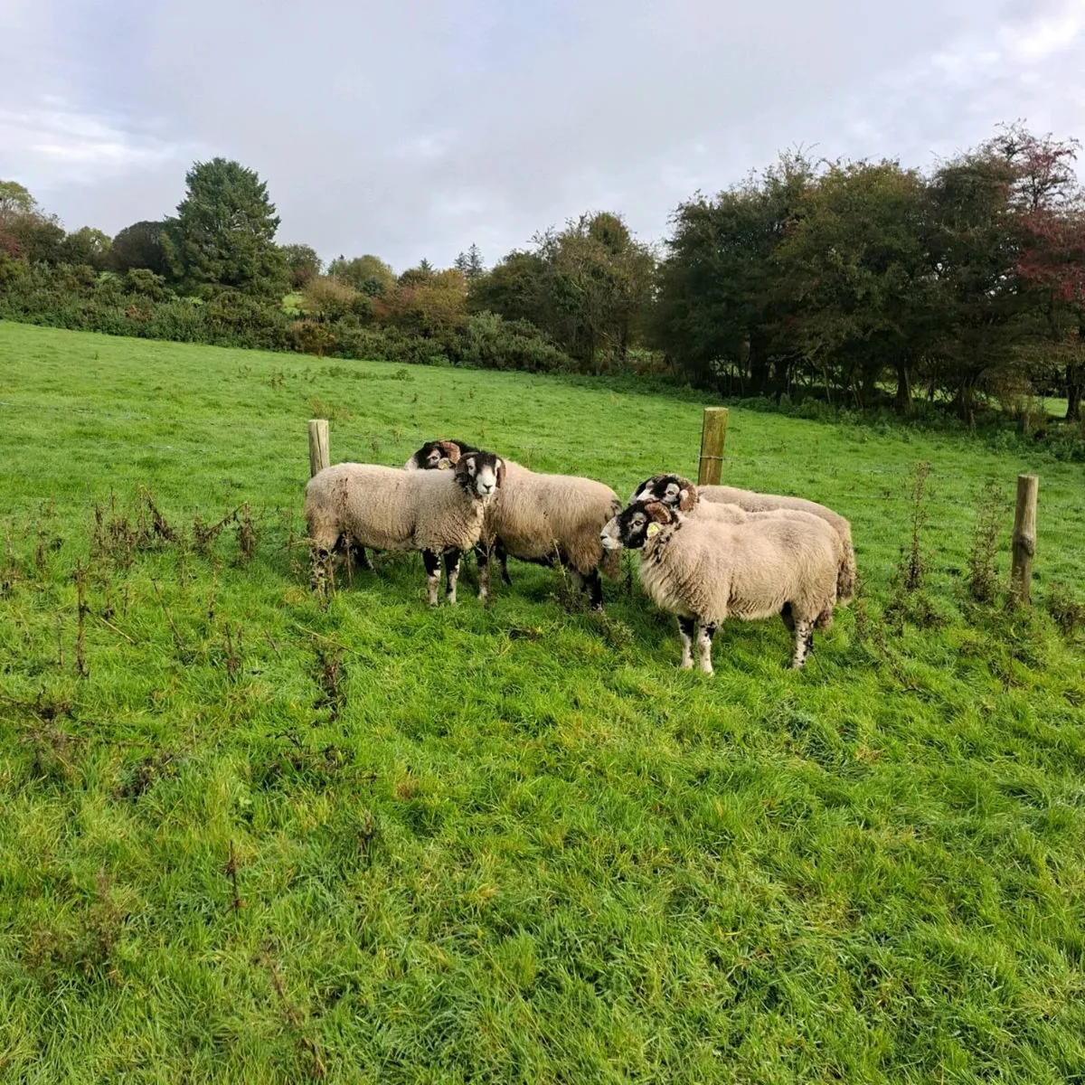 Swaledale and Lanark x Swale Rams for Cahir - Image 2