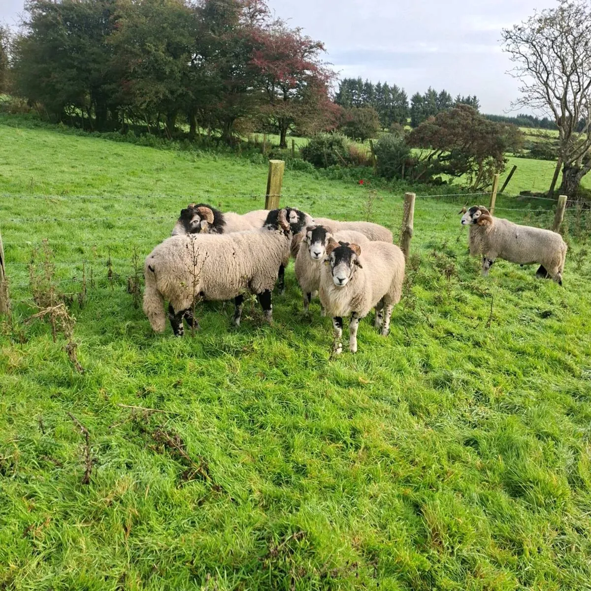 Swaledale and Lanark x Swale Rams for Cahir - Image 4