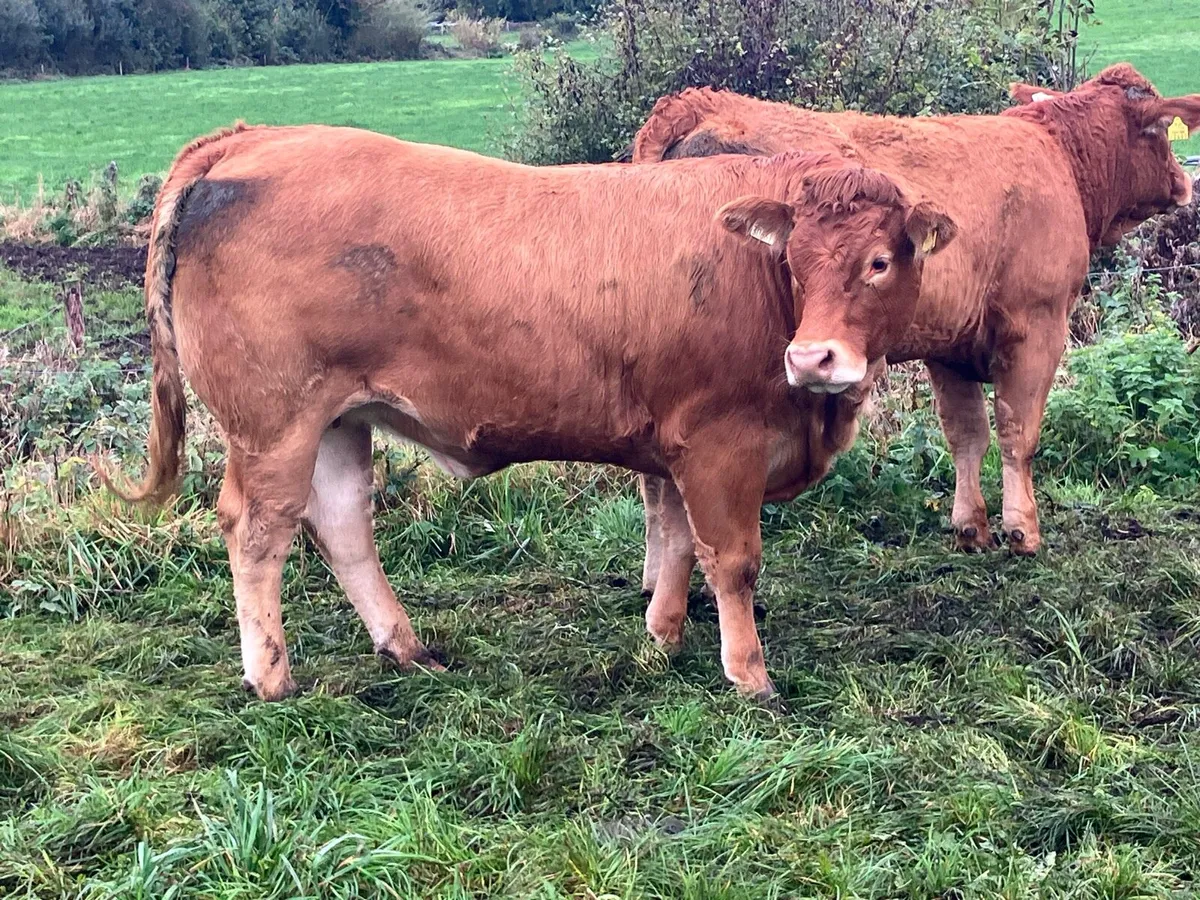 Breeding Limousin Heifers for sale - Image 2