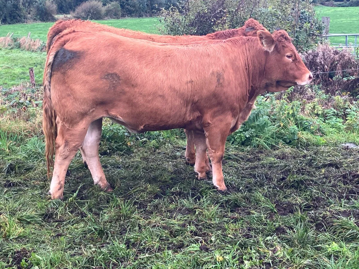 Breeding Limousin Heifers for sale - Image 3