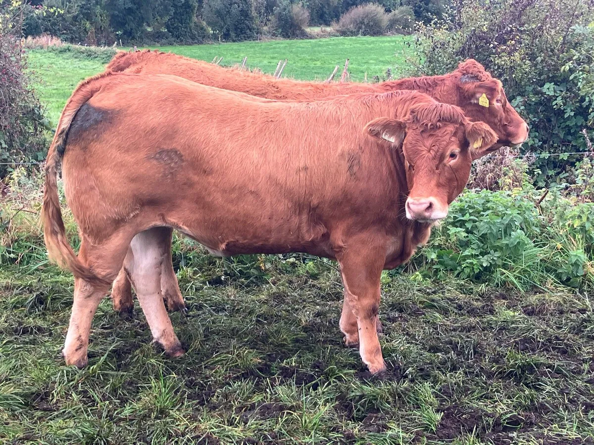 Breeding Limousin Heifers for sale - Image 4