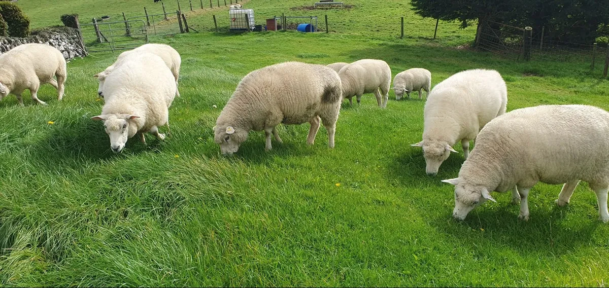 Purebred registered  Galway Sheep - Image 1