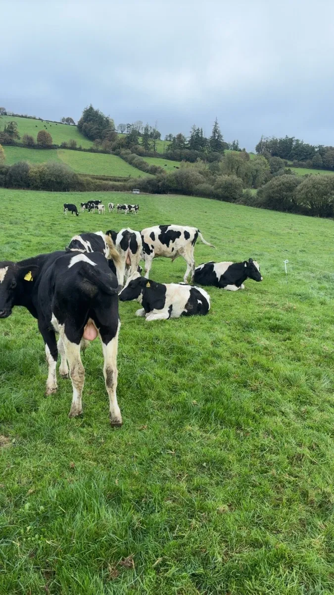 Freisan bulls - Image 3