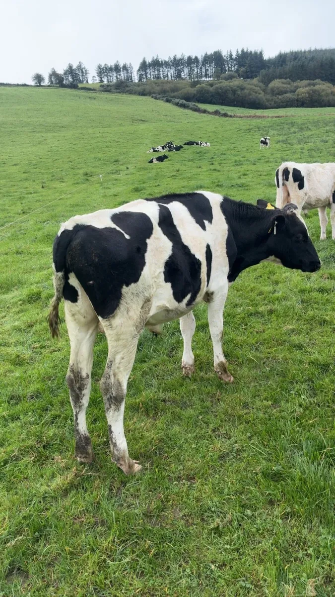Freisan bulls - Image 4