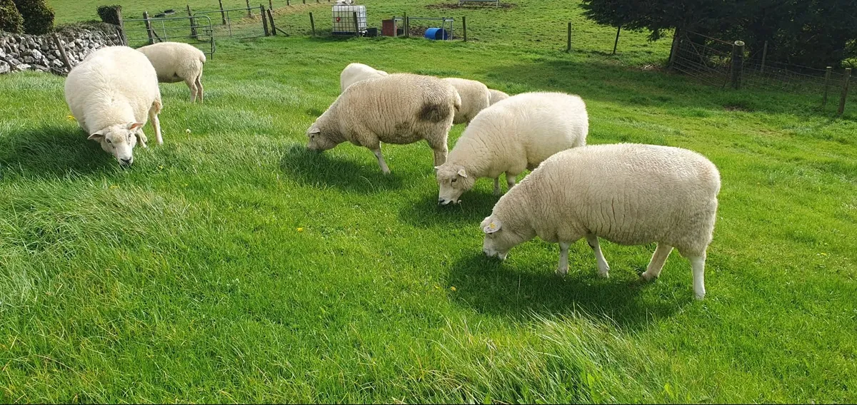 Purebred registered  Galway Sheep - Image 2