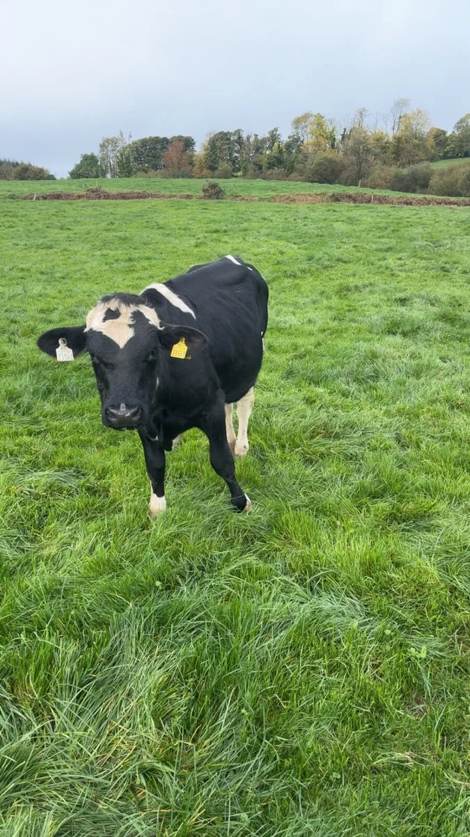 Freisan bulls - Image 2