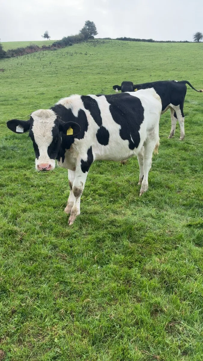 Freisan bulls - Image 1