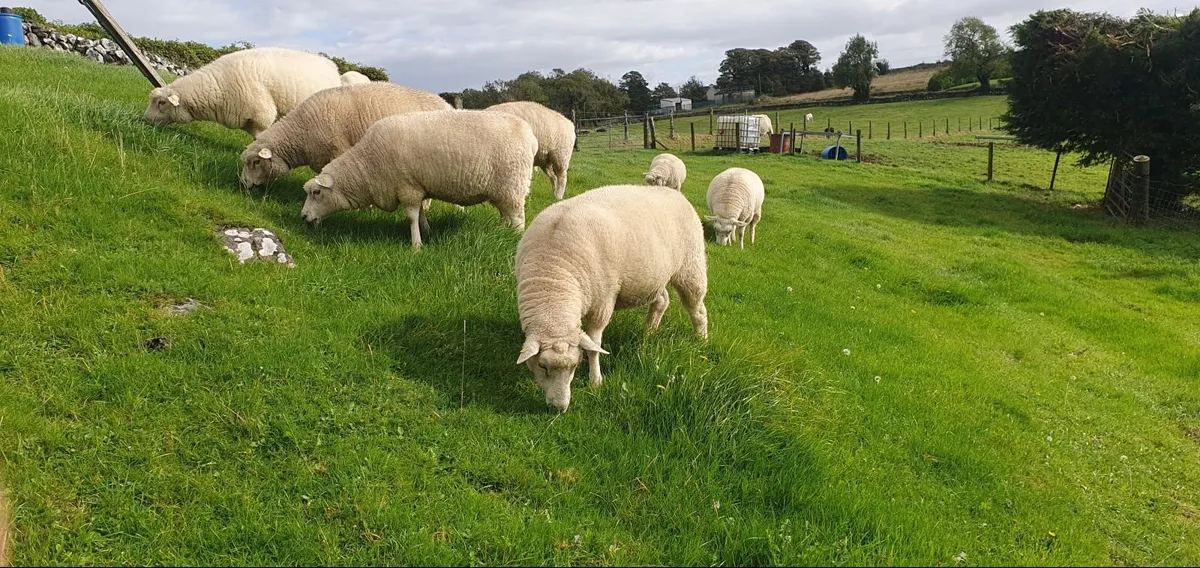 Purebred registered  Galway Sheep - Image 3