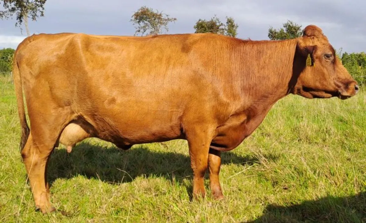 Red Dexter Cow for sale - Image 1
