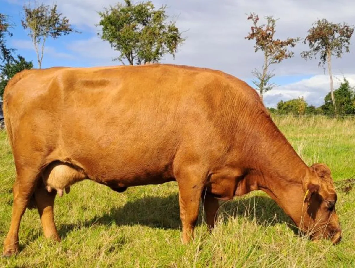 Red Dexter Cow for sale - Image 2