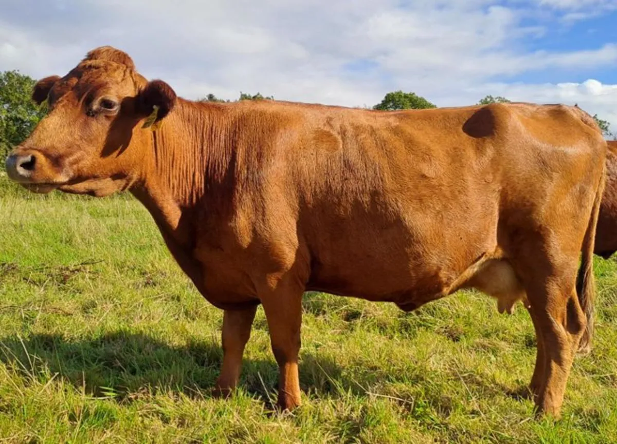 Red Dexter Cow for sale - Image 3