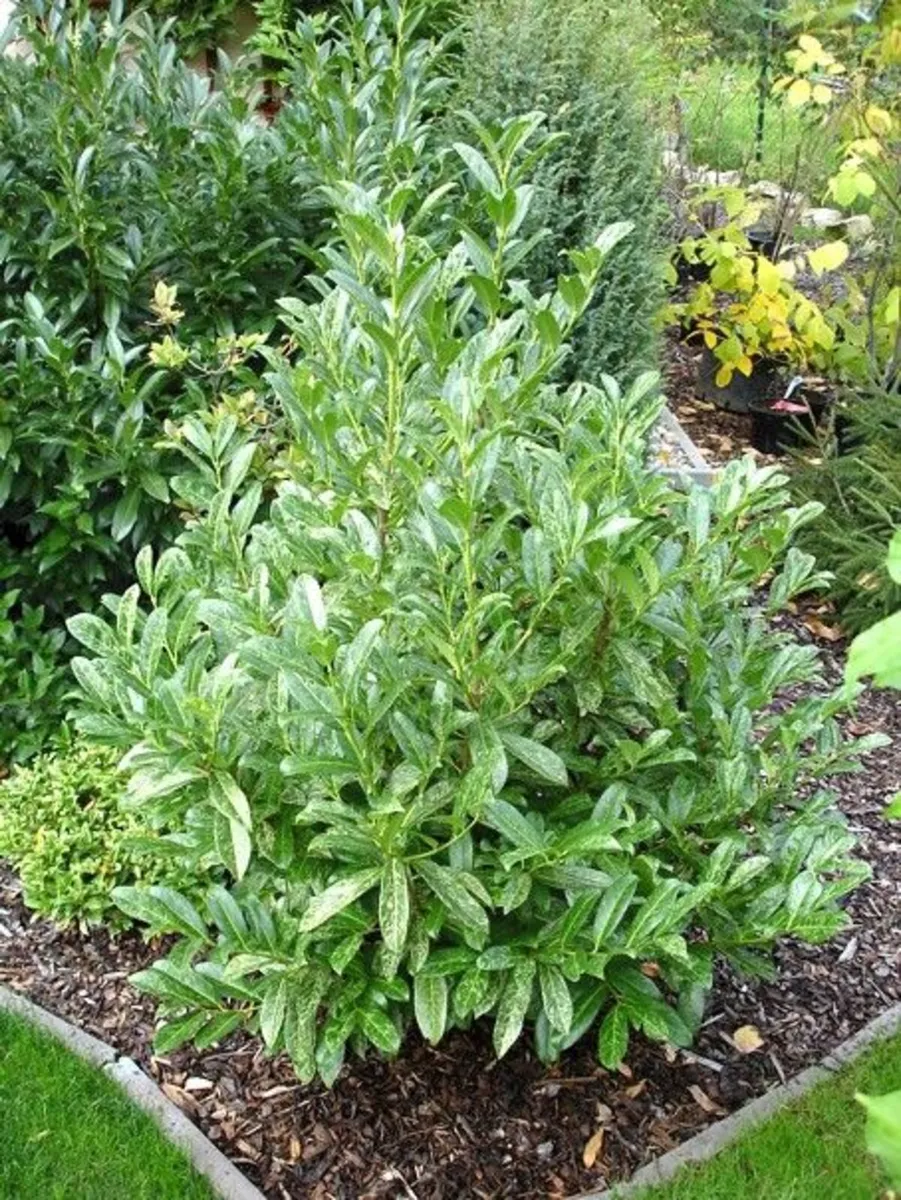 Laurel hedging all sizes - Image 4