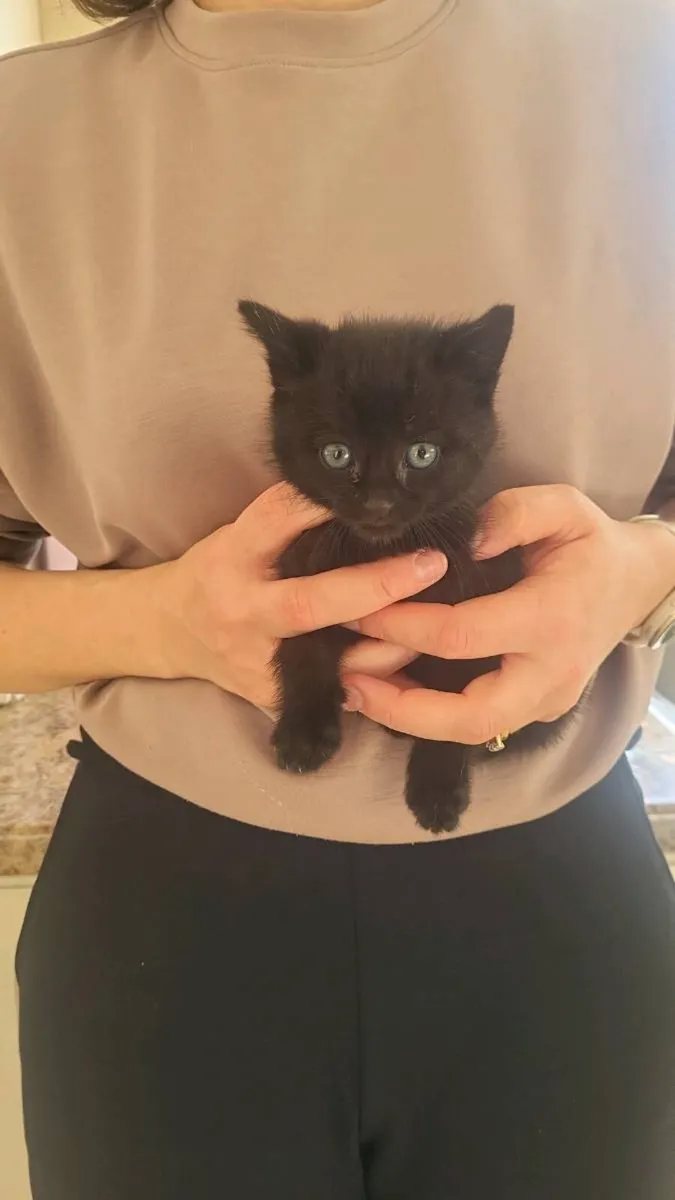 Kittens - Image 2
