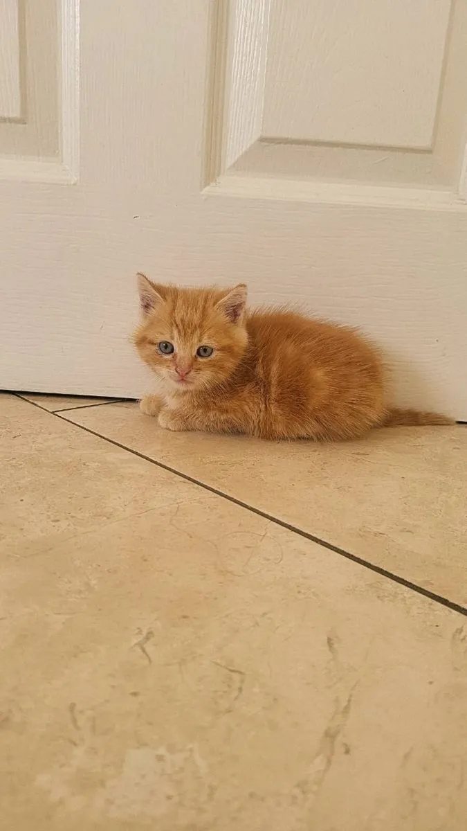 Kittens - Image 3