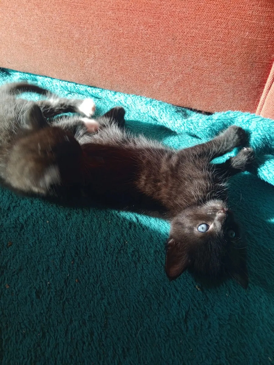Kitten - Image 2