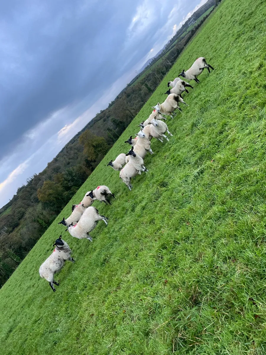 Hoggets - Image 2