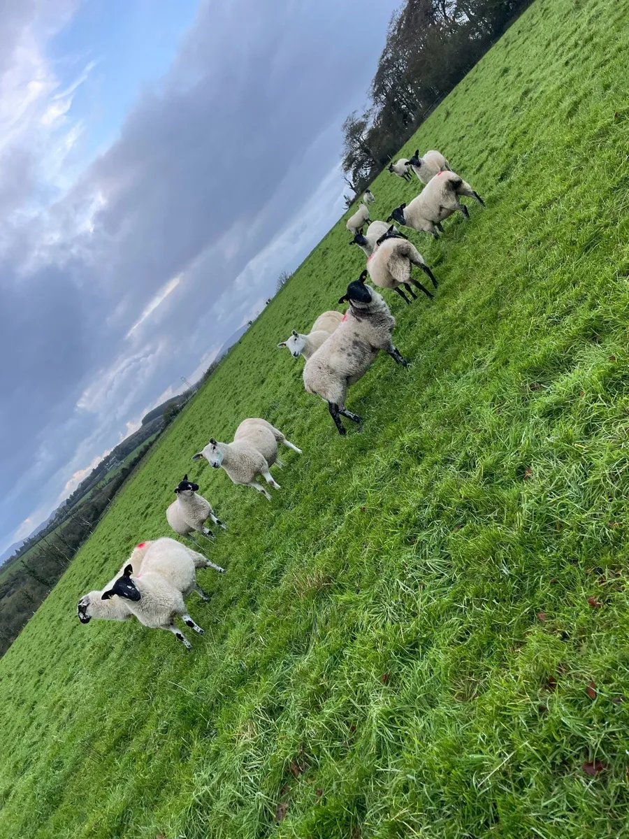 Hoggets - Image 3