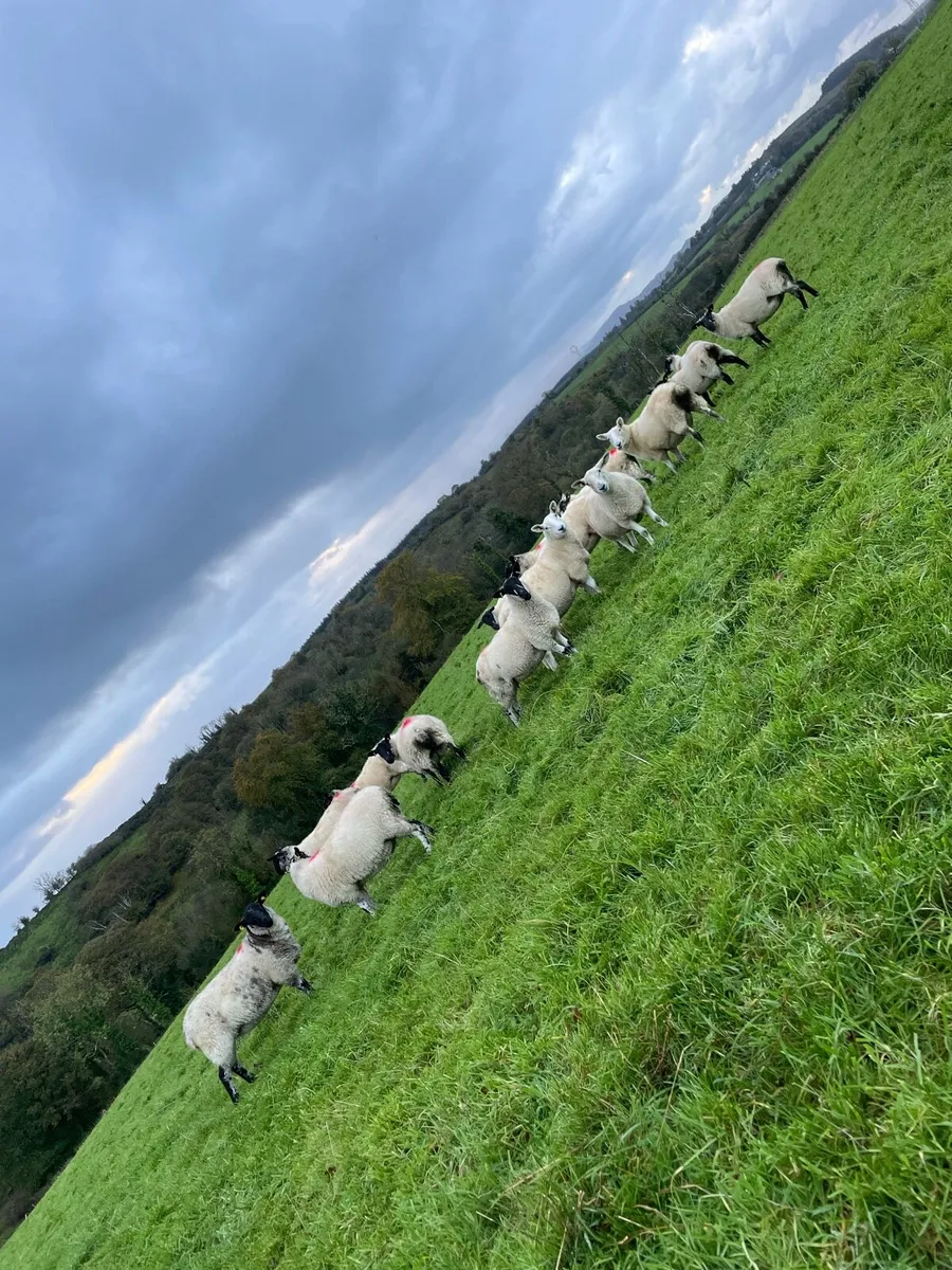 Hoggets - Image 4