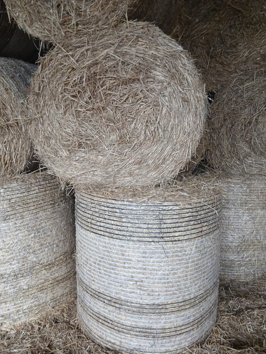 Round bales wheat straw for sale