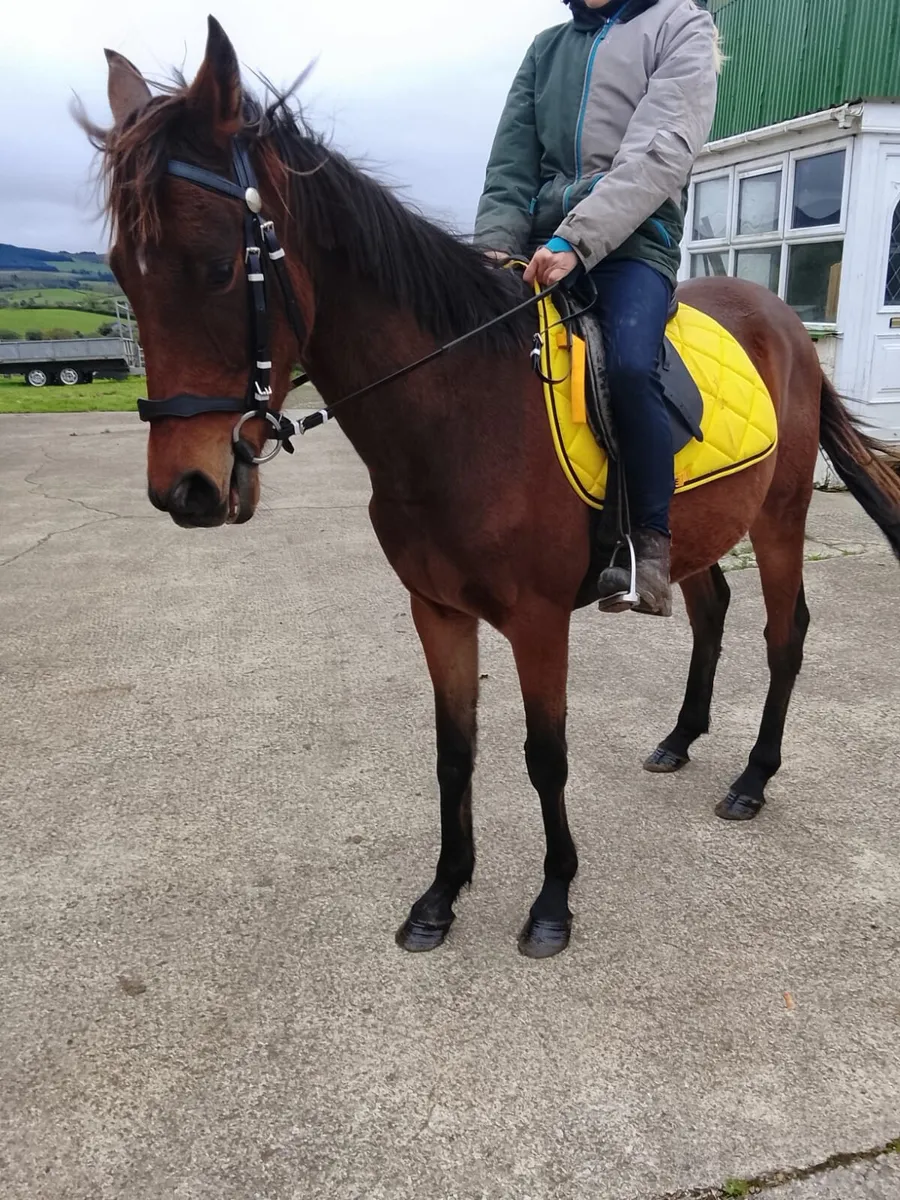 Gelding - Image 1