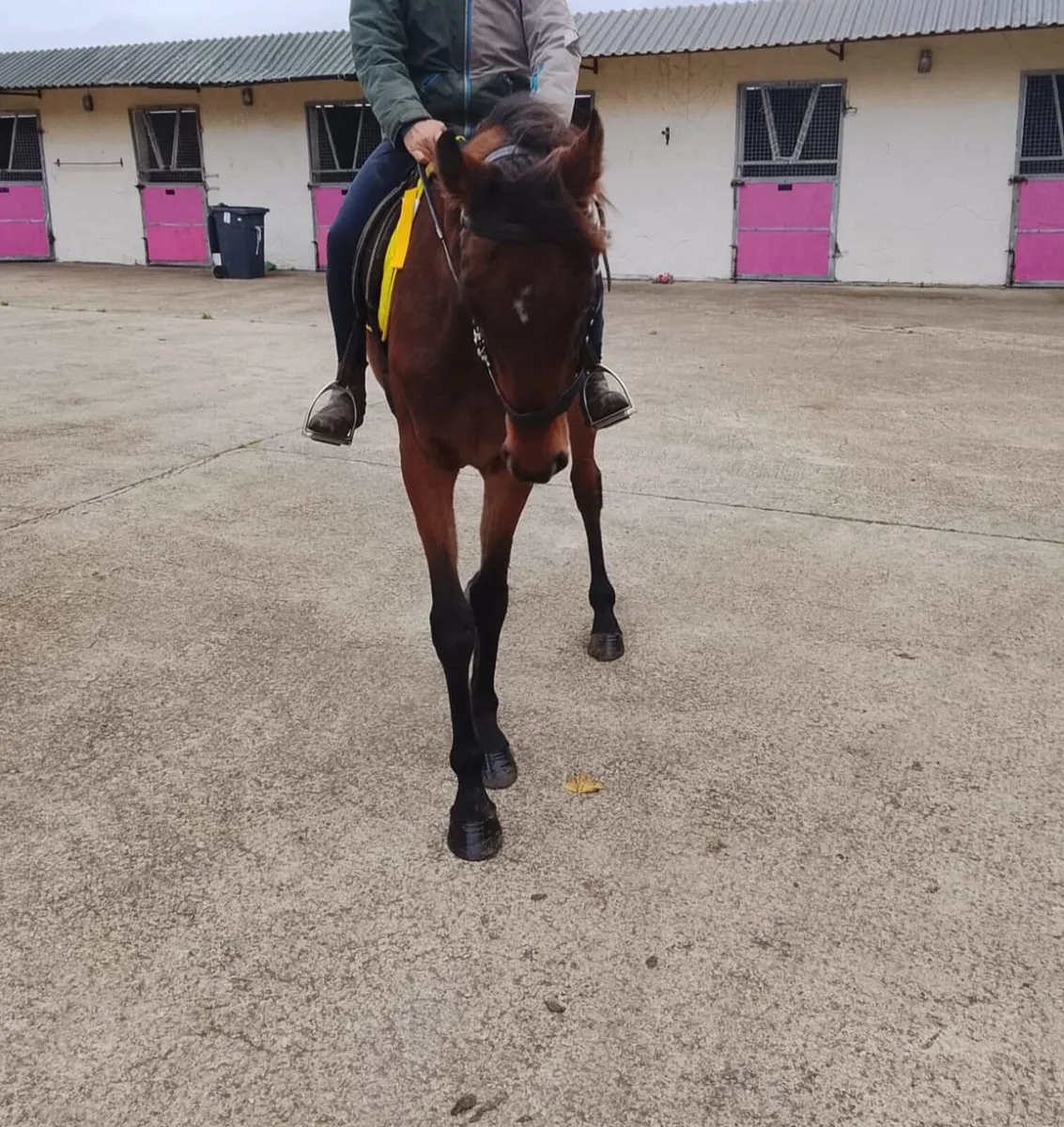 Gelding - Image 2