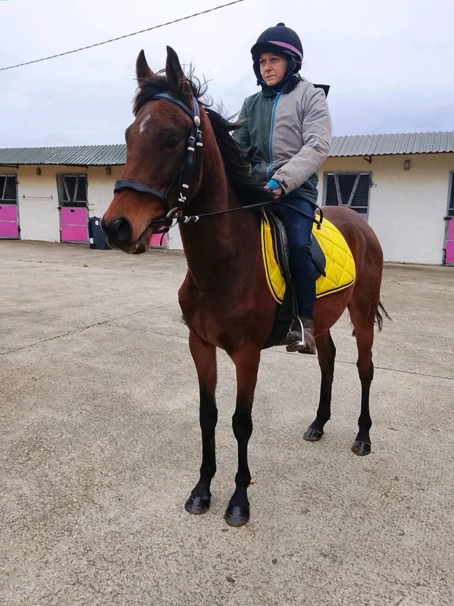 Gelding - Image 3