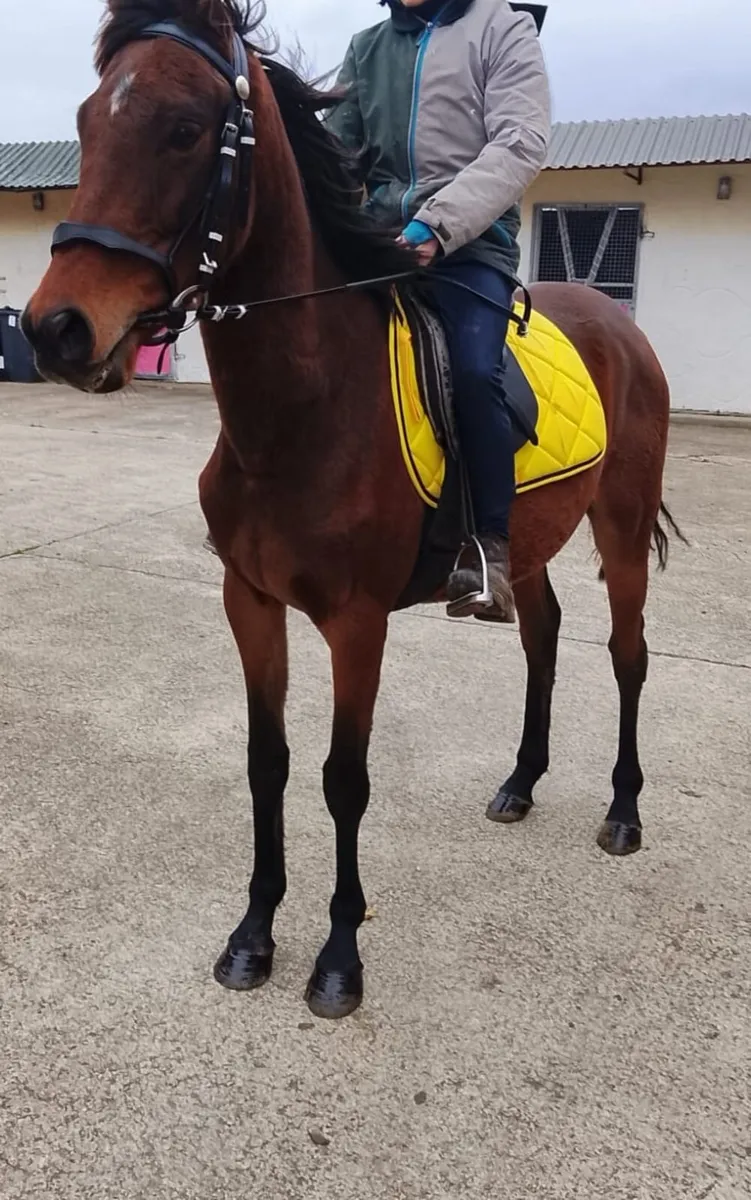 Gelding - Image 4