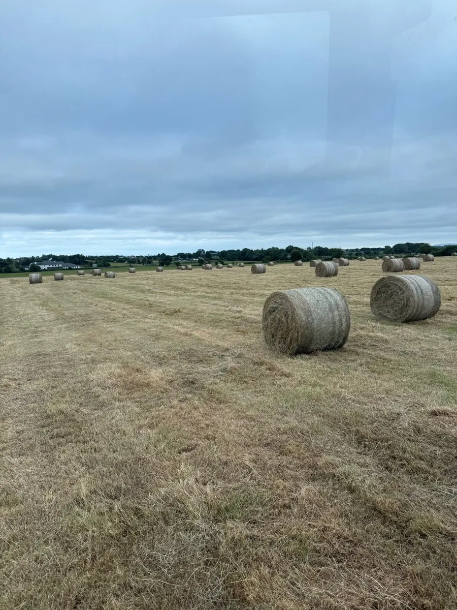 Hay - Image 1