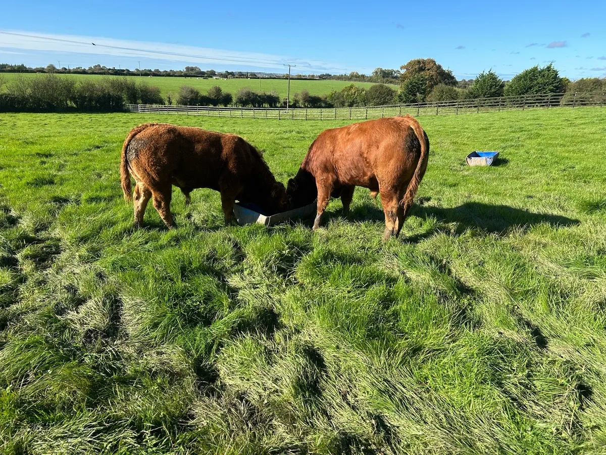 16 Quality Bull Weanlings - Image 2